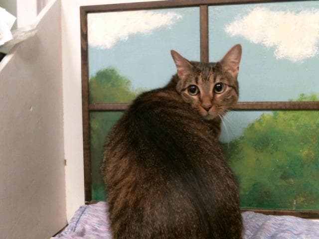 Cai - Domestic Short Hair