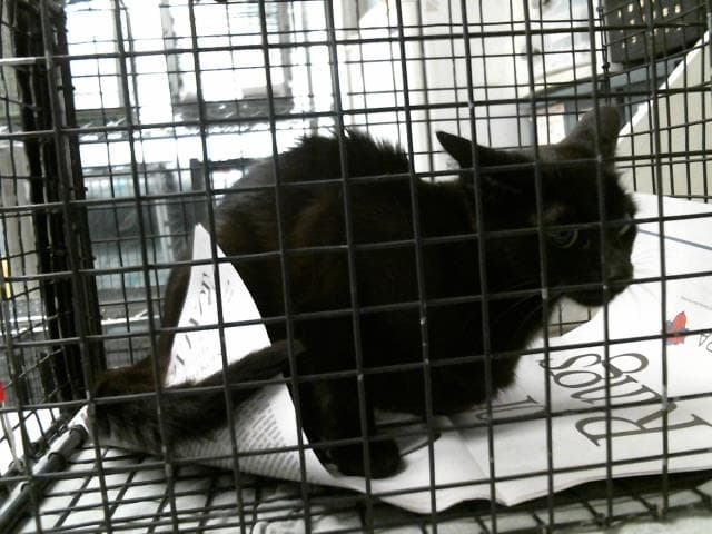 Reny - Domestic Short Hair