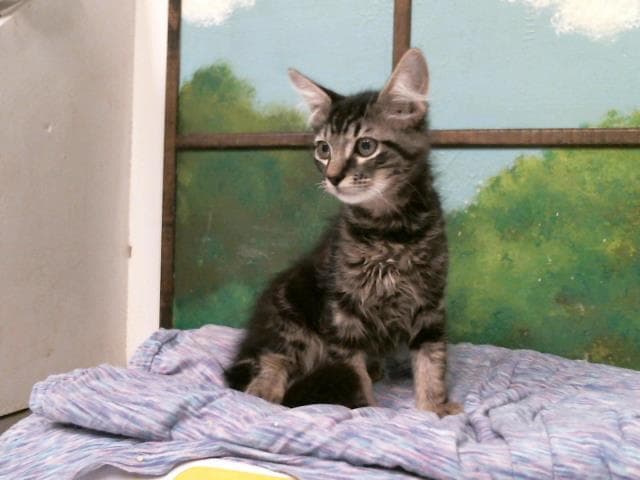 Unknown - Domestic Short Hair
