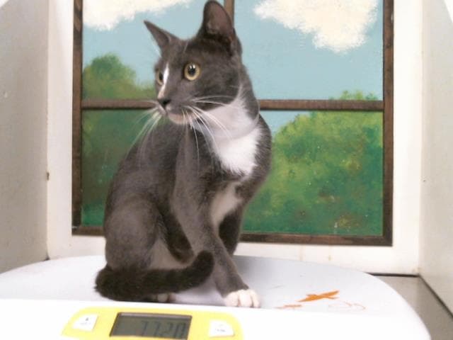 Betany - Domestic Short Hair