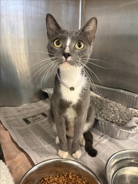 Betany - Domestic Short Hair