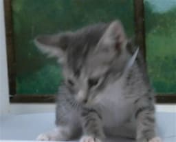Beatriz image 1