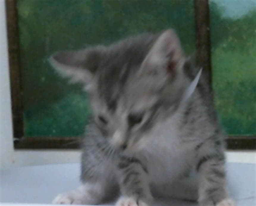 Beatriz - Domestic Short Hair