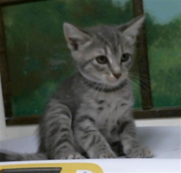 Britney - Domestic Short Hair
