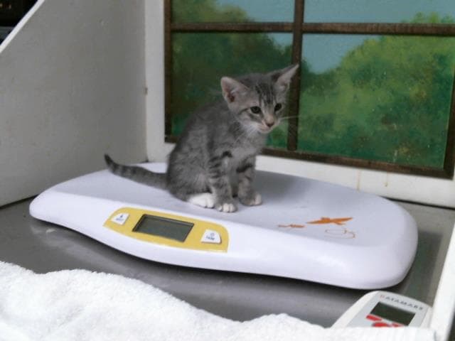 Belice - Domestic Short Hair