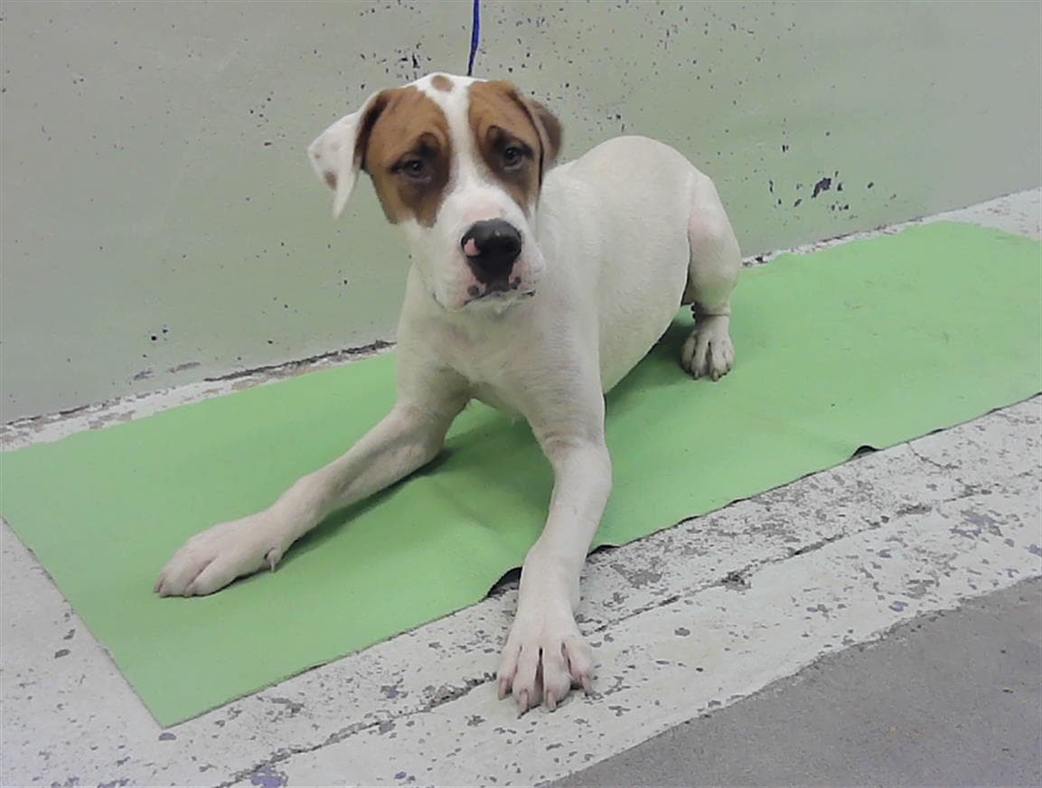 Cyan - Staffordshire Bull Terrier
