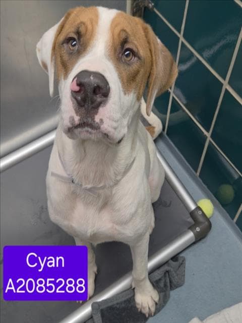 Cyan - Staffordshire Bull Terrier