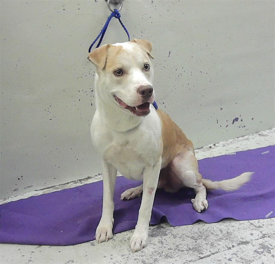 Maxo - American Staffordshire Terrier