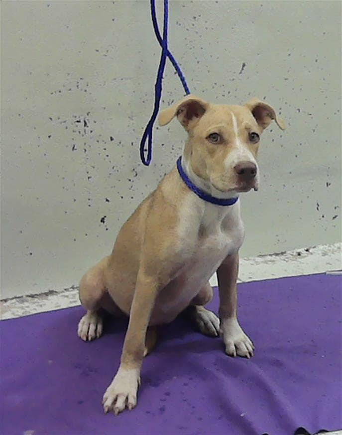 Unknown - Staffordshire Bull Terrier