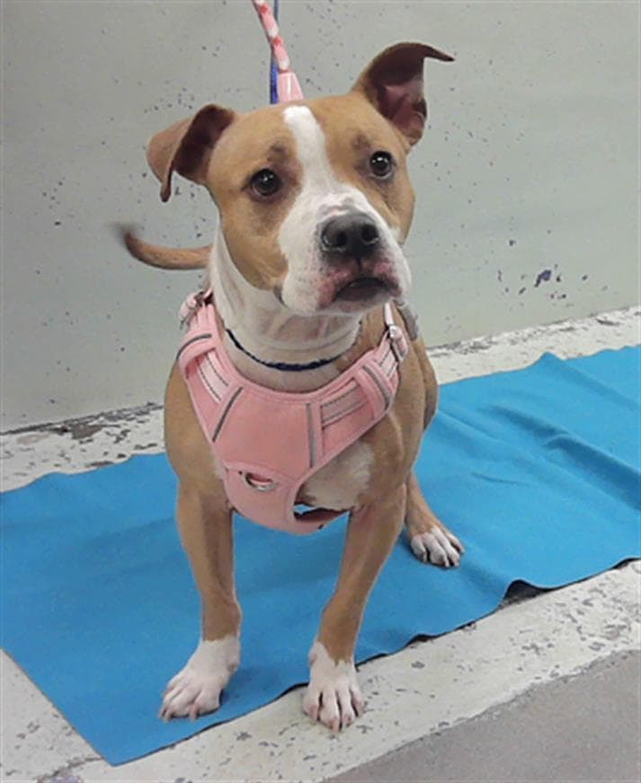Girl - Staffordshire Bull Terrier