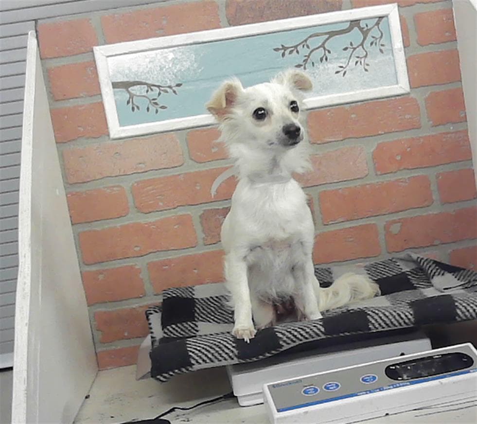 Jiji - Chihuahua