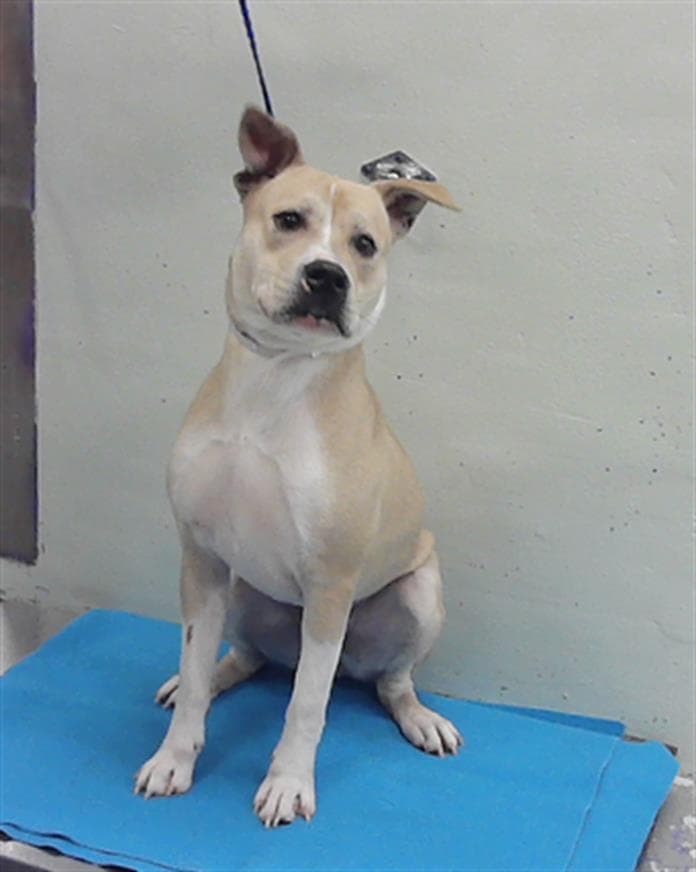 Cowboy - Staffordshire Bull Terrier