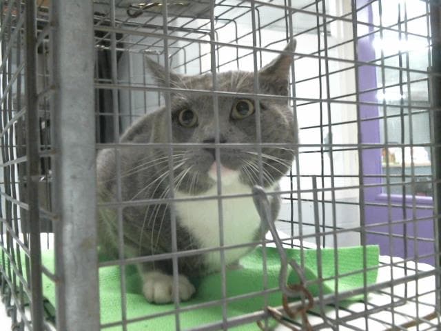 Unknown - Domestic Short Hair