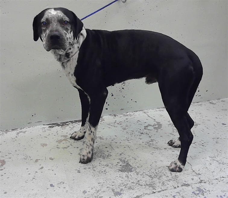 Baloo - Catahoula Leopard Dog