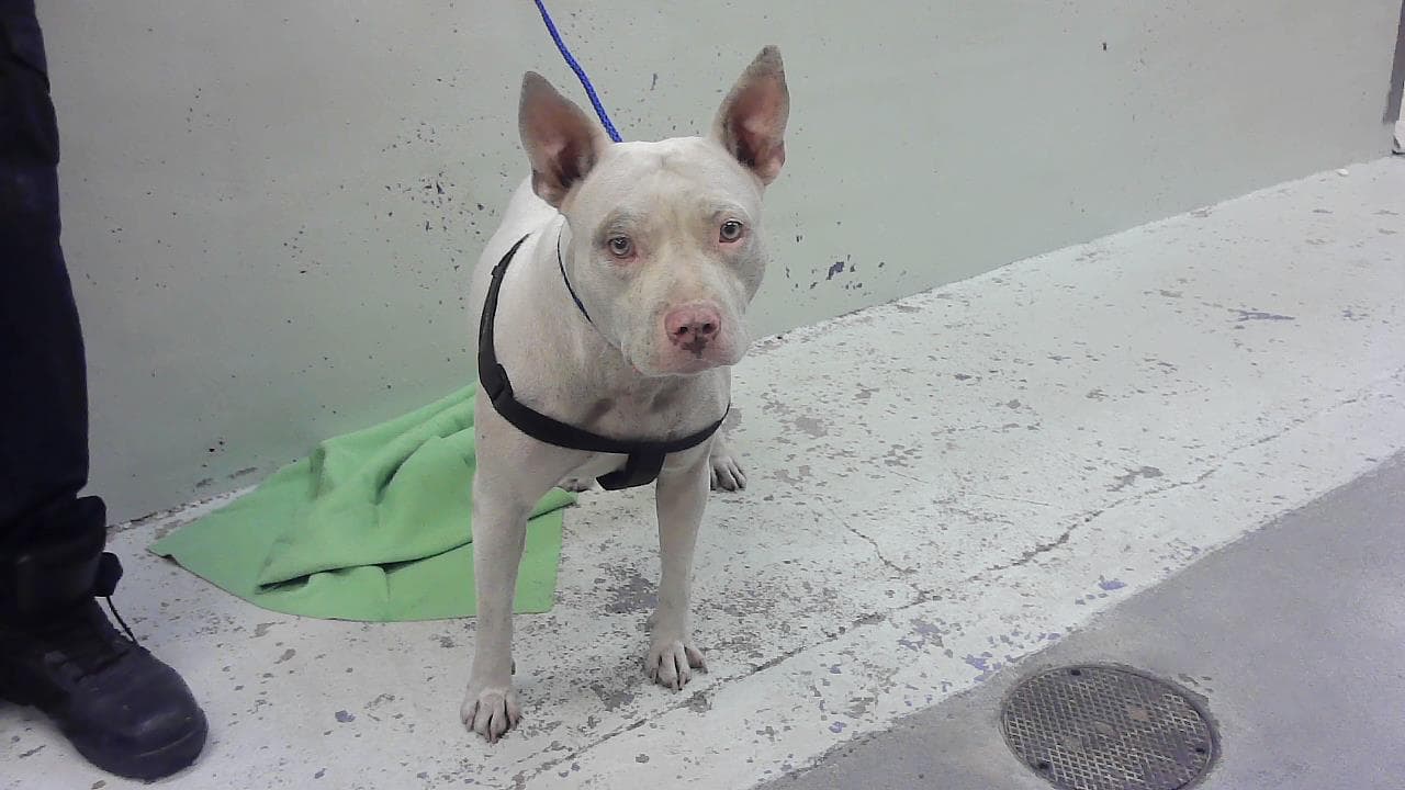 Sky - Staffordshire Bull Terrier