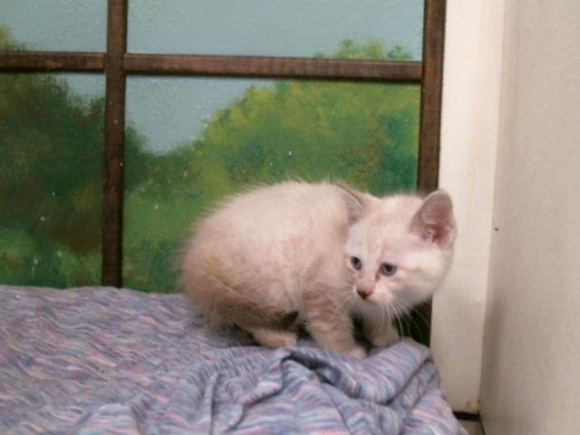 Maggy - Siamese