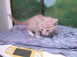 Miko image 1