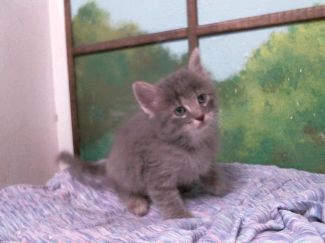 Mike - Domestic Short Hair
