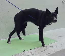 Mochi image 1
