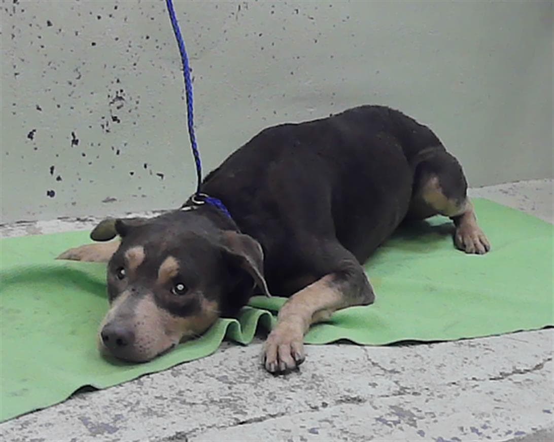 Carl - Staffordshire Bull Terrier