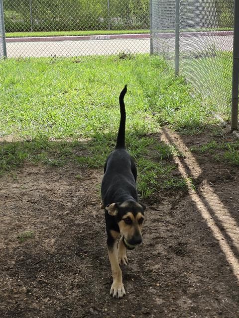 Stacey - German Shepherd Dog