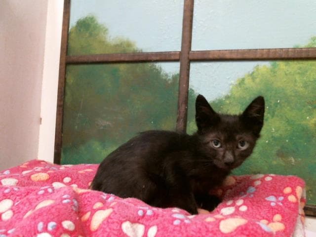 Unknown - American Shorthair