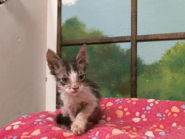 Unknown - Domestic Short Hair