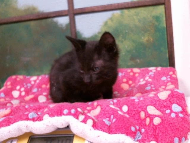 Unknown - American Shorthair