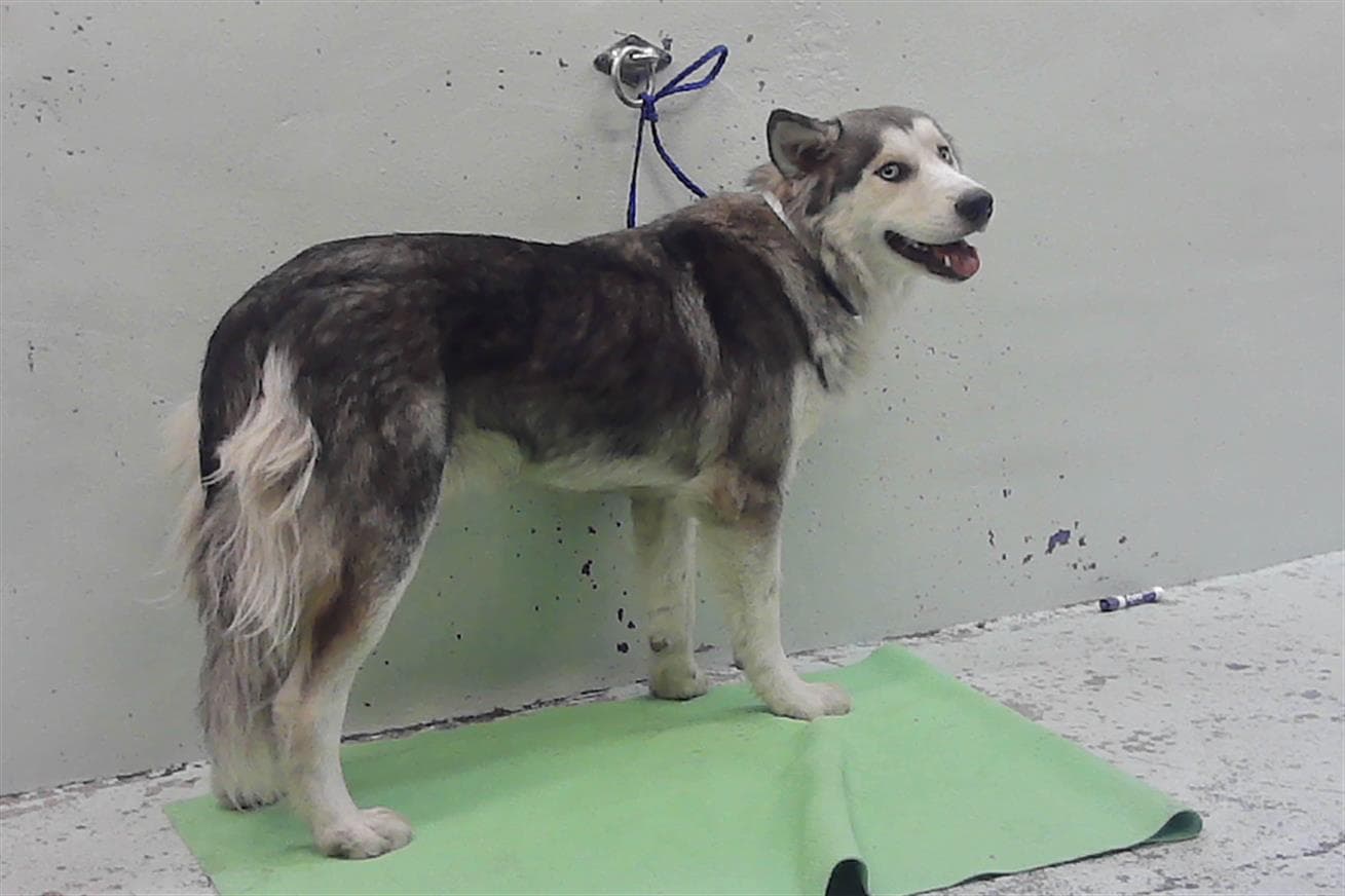 Unknown - Siberian Husky