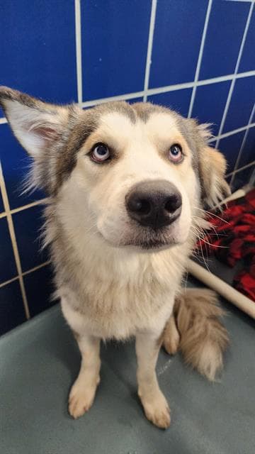 Unknown - Siberian Husky