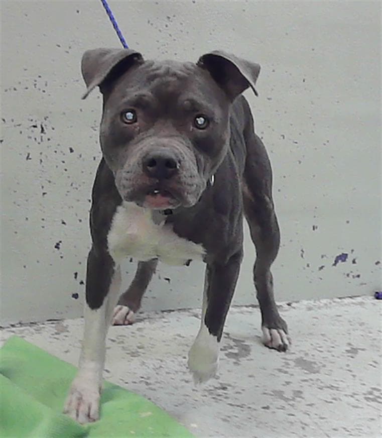 Unknown - Staffordshire Bull Terrier