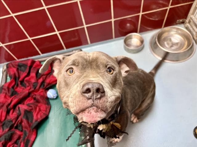 Unknown - Staffordshire Bull Terrier