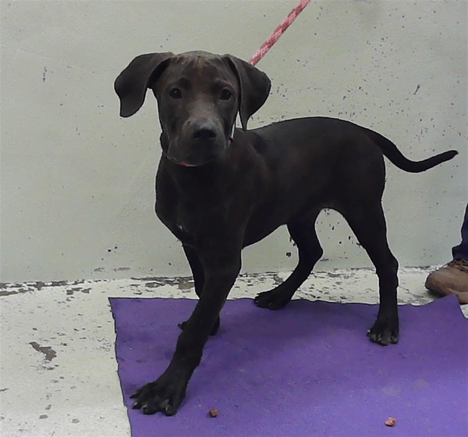 Unknown - Labrador Retriever