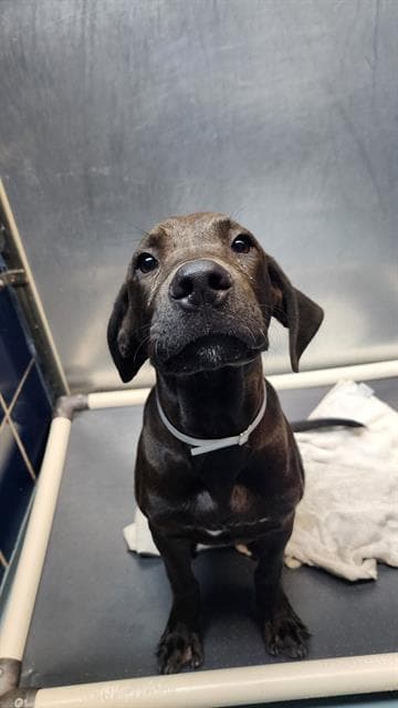 Unknown - Labrador Retriever