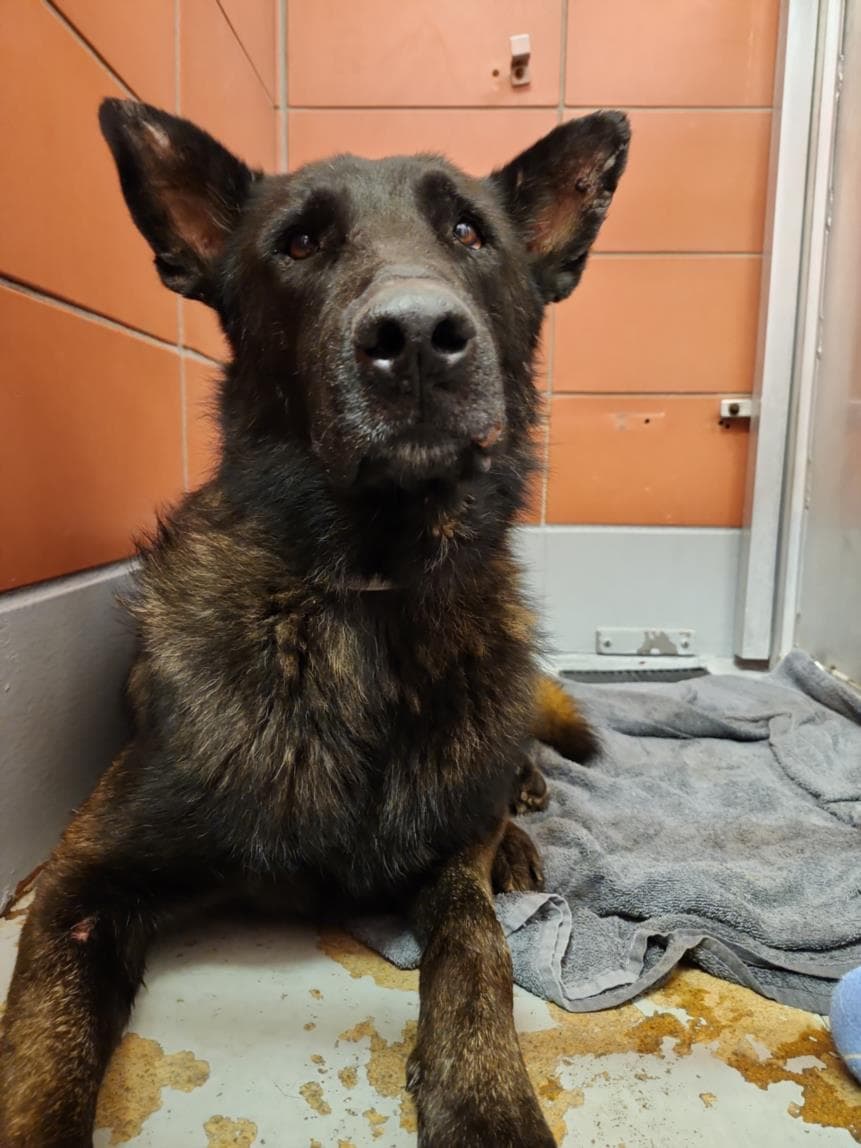 Unknown - Belgian Shepherd Malinois