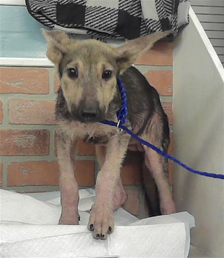 Unknown - German Shepherd Dog