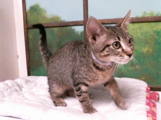 Chelsea - Domestic Short Hair