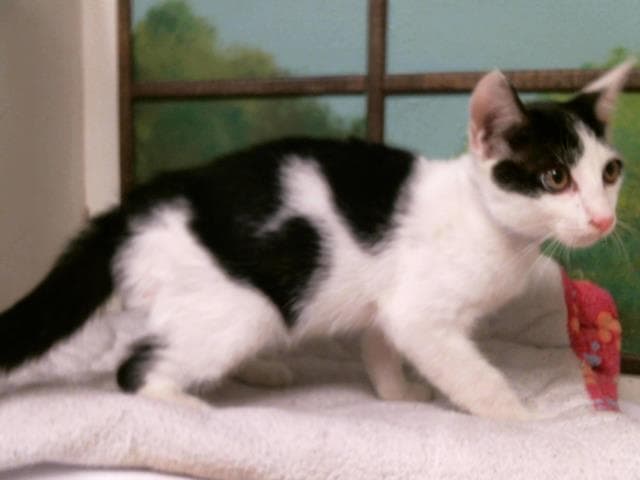Wesley - Domestic Short Hair