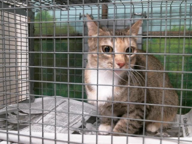 Unknown - Domestic Short Hair