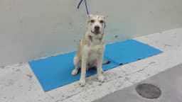 Koda image 1
