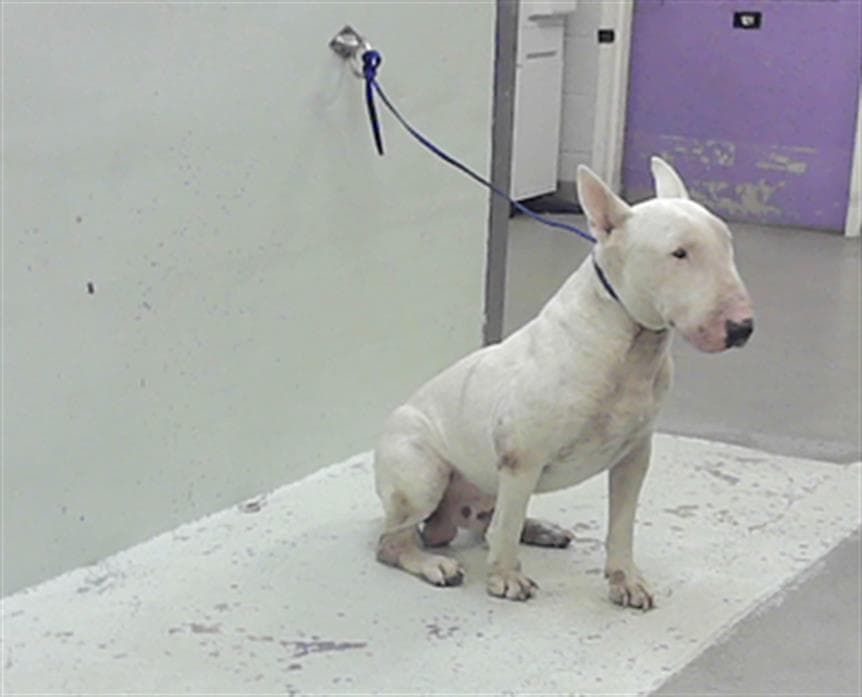 King - Bull Terrier