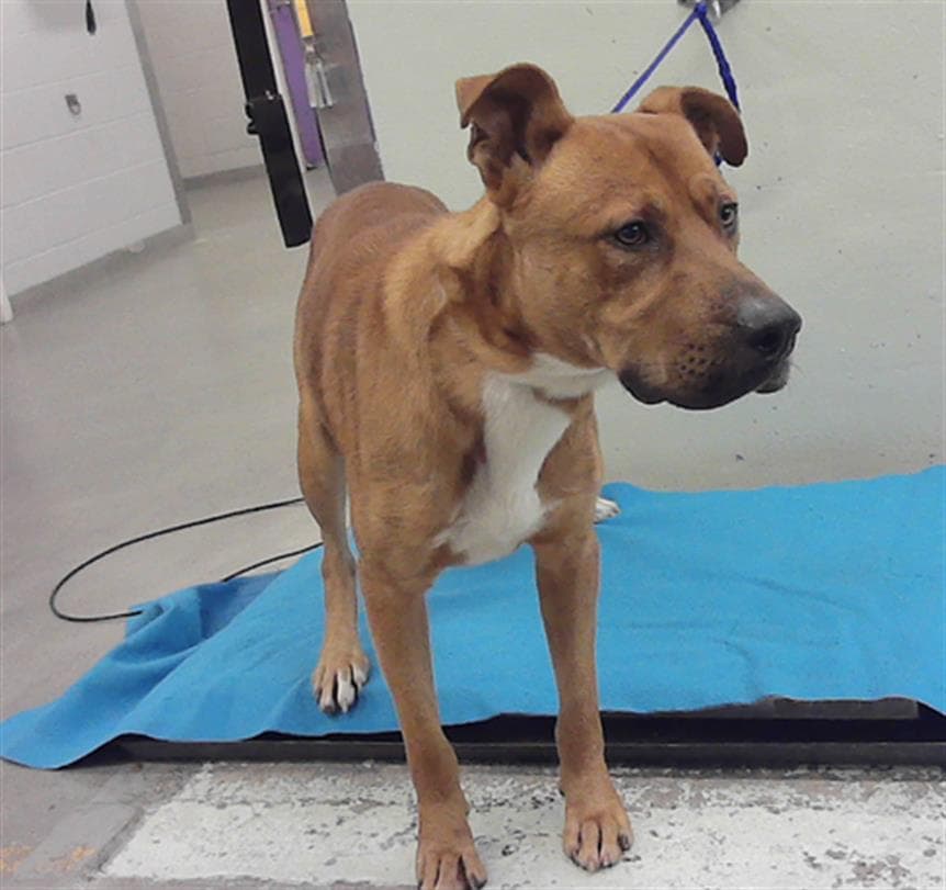 Peliche - Staffordshire Bull Terrier