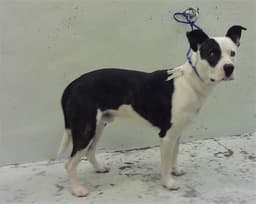 Pirata image 1