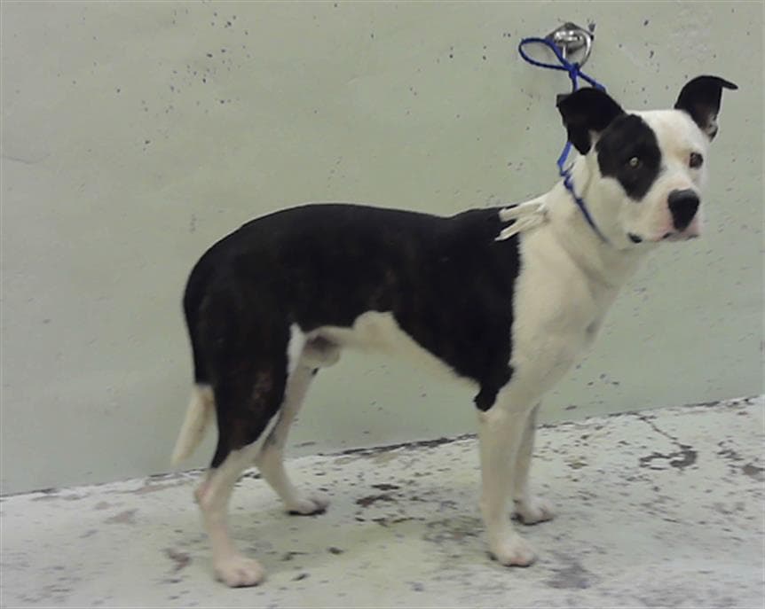 Pirata - Staffordshire Bull Terrier