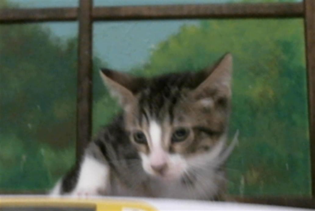 Winslow - Domestic Short Hair