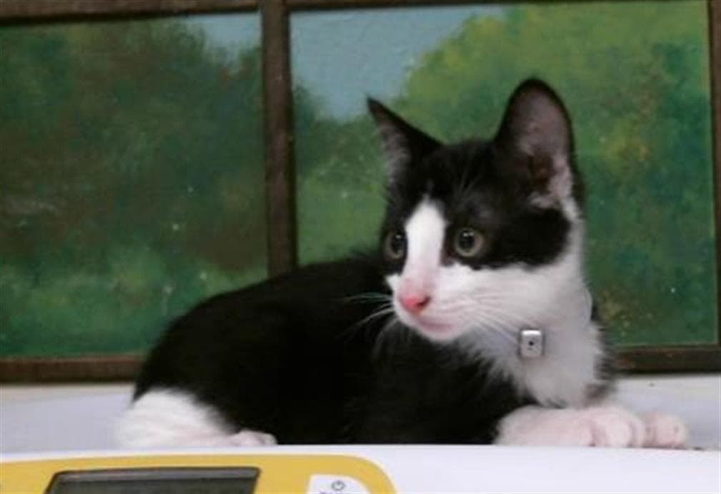 Wilma - Domestic Short Hair