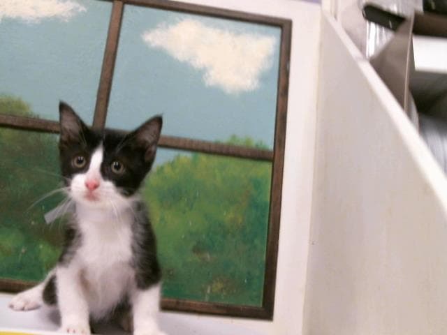 Wendy - Domestic Short Hair