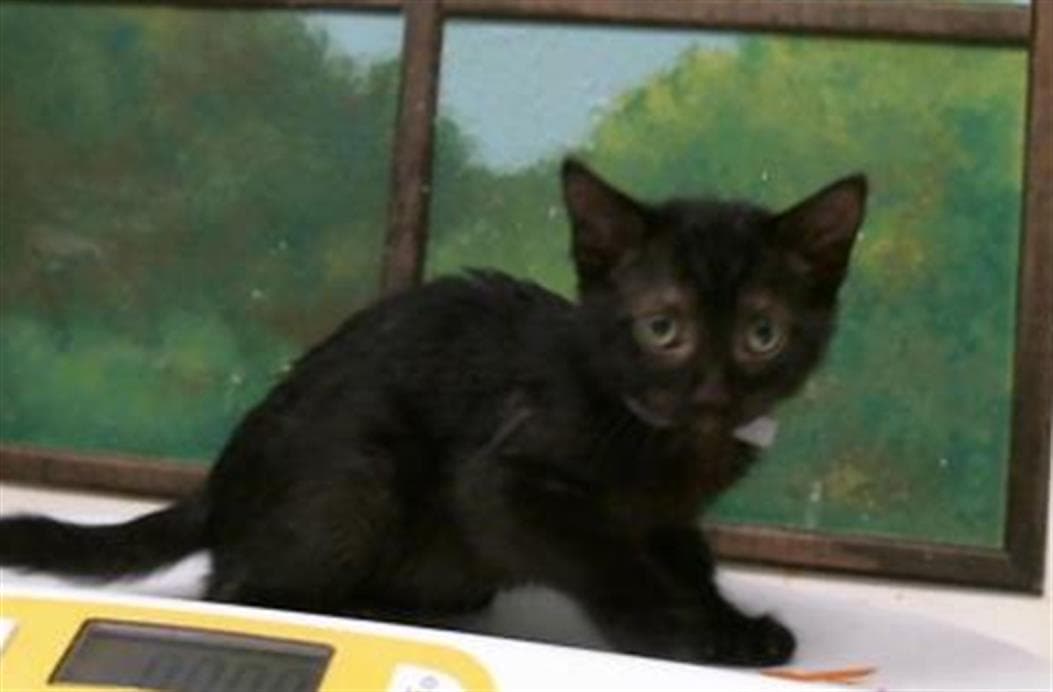 Winnie - Domestic Short Hair