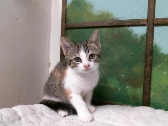 Vivian - Domestic Short Hair