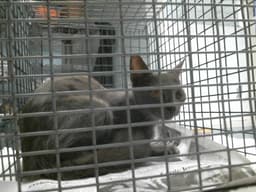 Feral image 1